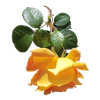 Fragrant spring rose