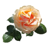 Spring rose