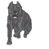 Cane Corso