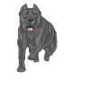 Cane Corso