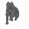 Cane Corso