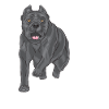Cane Corso