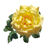 YELLOW ROSE