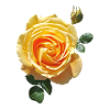 Spring rose