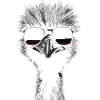 Emu Sunglasses