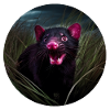 Tasmanian devil in the grass
