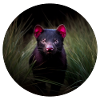 Lurking Tasmanian Devil