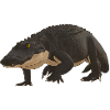 Alligator