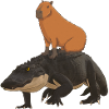 Capybara krokodille