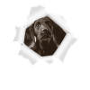 Dog peeking through hole