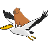 Capybara rides pelican