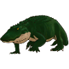 Alligator
