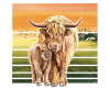 Vache bovine des Highlands
