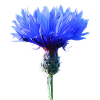 Bleuet