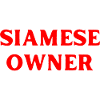 Siamese Cat Cat Owner Cat