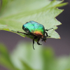 Rose chafer