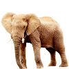 Éléphant végétalien