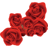 Rote Rose