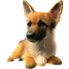 German Shepherd Dog Owner Puppy