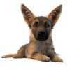 Puppy German Shepherd Dog Owner