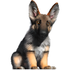 Dog Owner German Shepherd Puppy