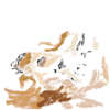 ardeche chauvet lions