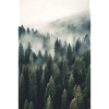 Forest Fog