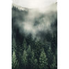 Wald Nebel