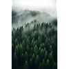 Wald Nebel