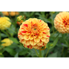 Yellow Dahlia Blossom Flower Poster