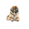 Leonberger