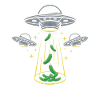 Courgette