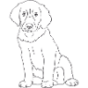 Golden Retriever Welpe