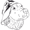 Golden Retriever mit Cap