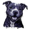 American Staffordshire Terrier