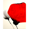 Mohn