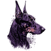 Fier doberman