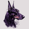 Stolzer Dobermann