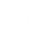 White mushroom trio