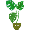 Monstera upset