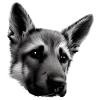 Dog Owner German Shepherd Puppy