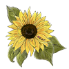 Sunflower 🌻