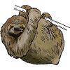 Sloth on a branch