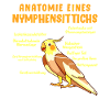 Anatomie eines Nymphensittichs Vogelfreund