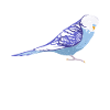 Vogelfreund Wellensittich Flüsterer Sittiche