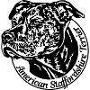 American Staffordshire Terrier brindle