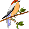Oiseau