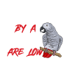 Graupapagei African Grey Parrot Papagei