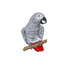 Graupapagei African Grey Parrot Papagei