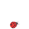 Marienkäfer